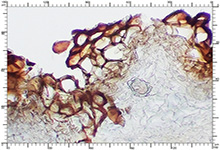 Genea hispidula